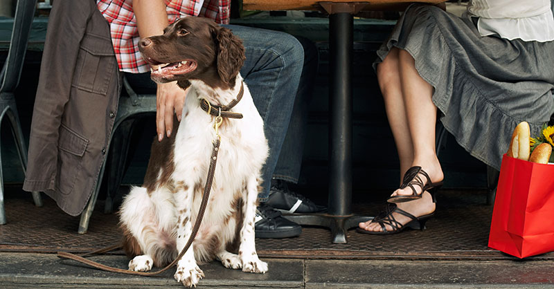 Dog-Friendly Restaurant