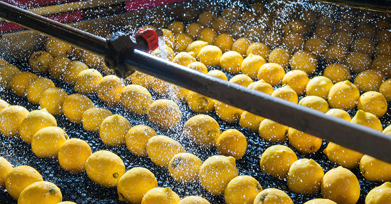 Food Processing Facility Lemons at Food Processing Facility