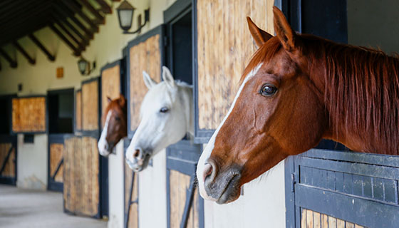 EQM Insights Page-01 Horses heads poking out of the stable