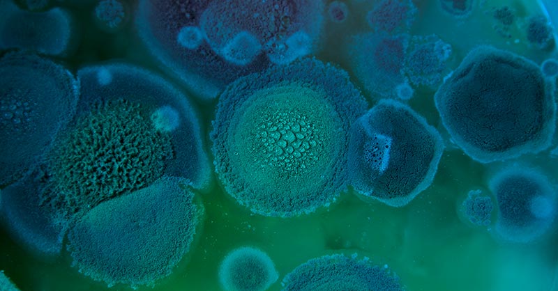 Microscopic image of mold
