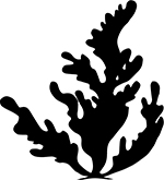 seaweed illustration