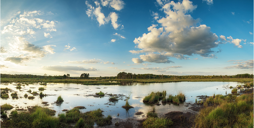 wetland restoration